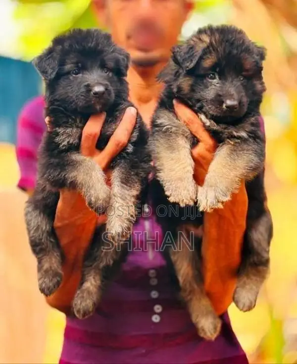 Shepherd Puppy