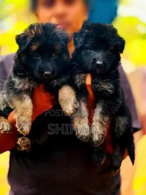 Shepherd Puppy