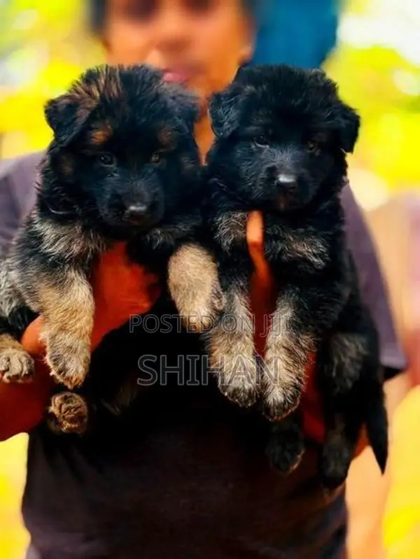 Shepherd Puppy