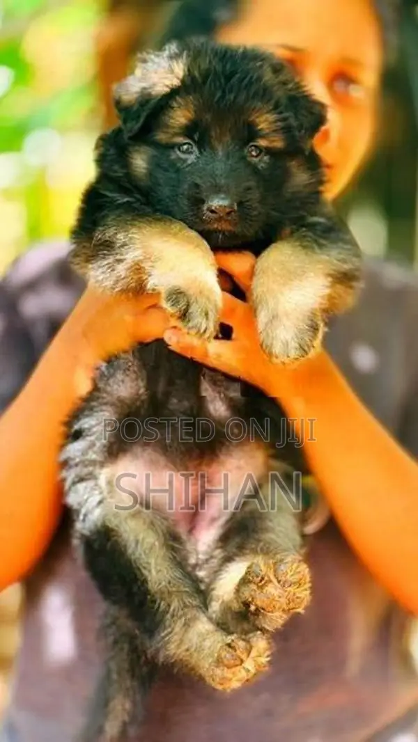 Shepherd Puppy