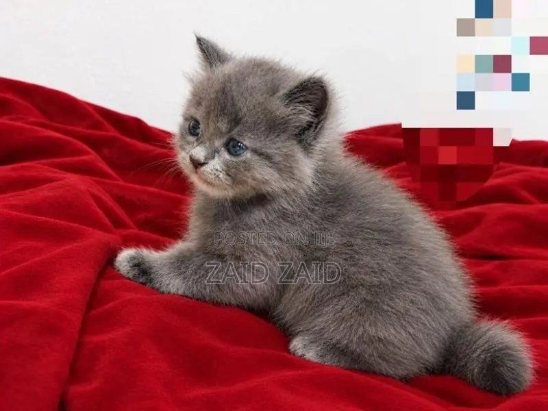 British Long Hair Kitten