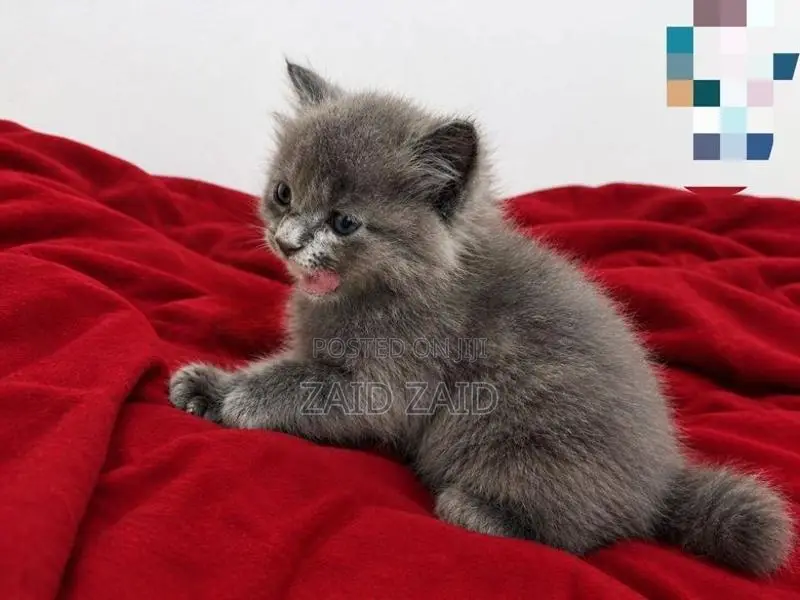 British Long Hair Kitten