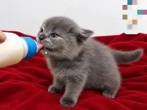 British Long Hair Kitten
