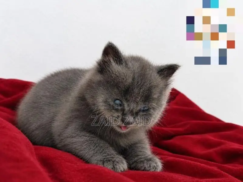 British Long Hair Kitten