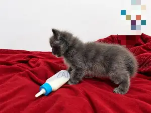 British Long Hair Kitten
