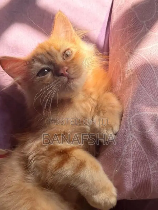 Ginger Persian Kitten