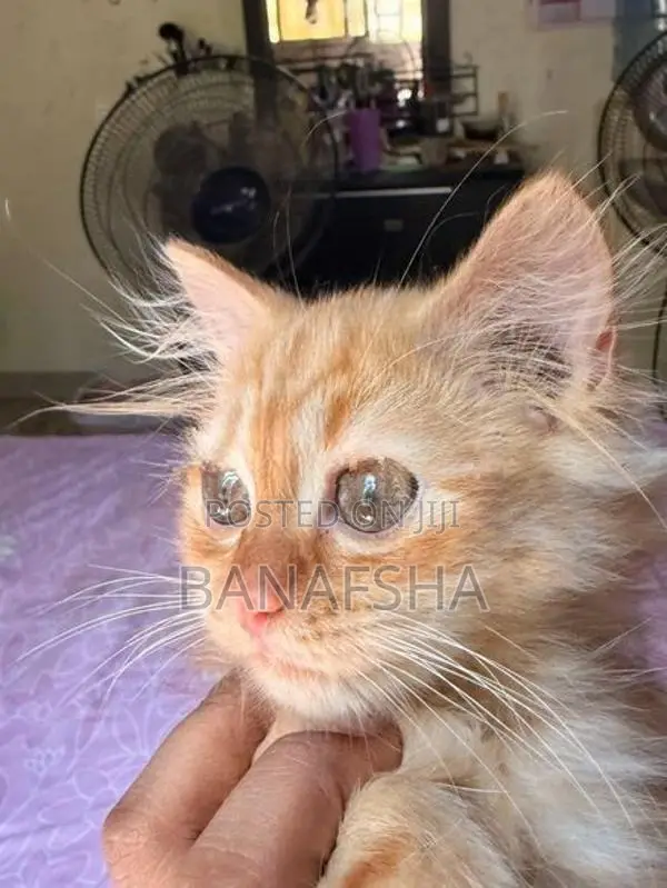 Ginger Persian Kitten