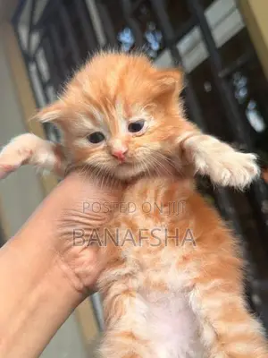 Ginger Persian Kitten