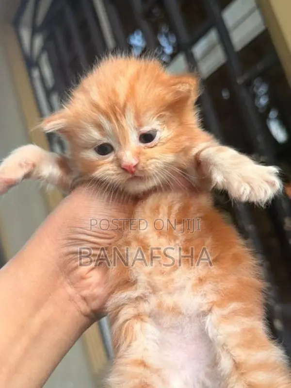 Ginger Persian Kitten