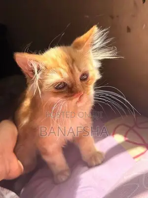 Ginger Persian Kitten