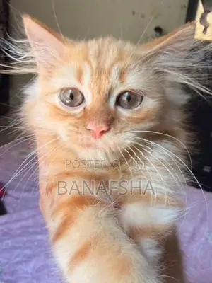 Ginger Persian Kitten