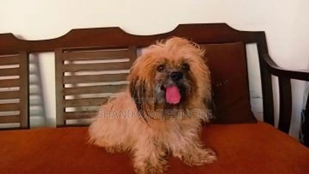 Shih Tzu Dog