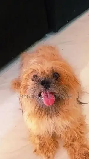 Shih Tzu Dog