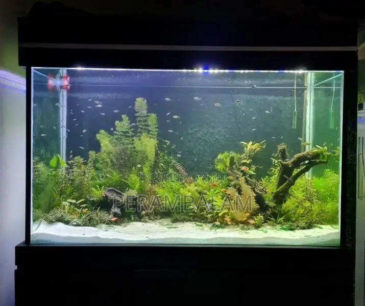 Fish Tank