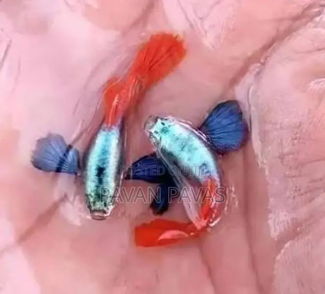 Platinum Red Guppy Fish