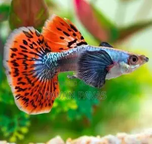 Platinum Red Guppy Fish