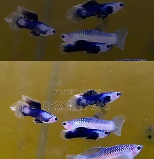 Platinum Red Guppy Fish