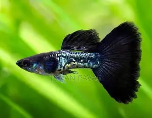 Platinum Red Guppy Fish