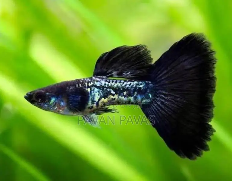 Platinum Red Guppy Fish