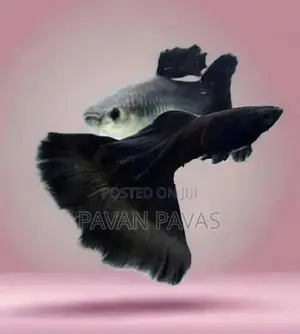 Platinum Red Guppy Fish