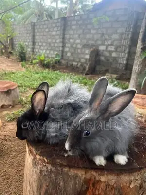 Angora Rabbit