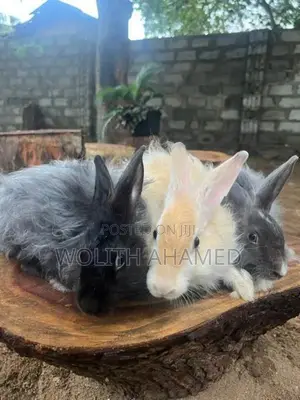 Angora Rabbit