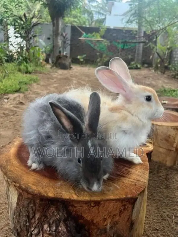 Angora Rabbit