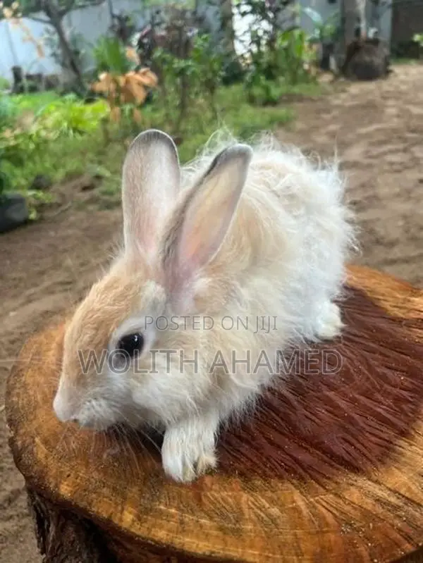Angora Rabbit