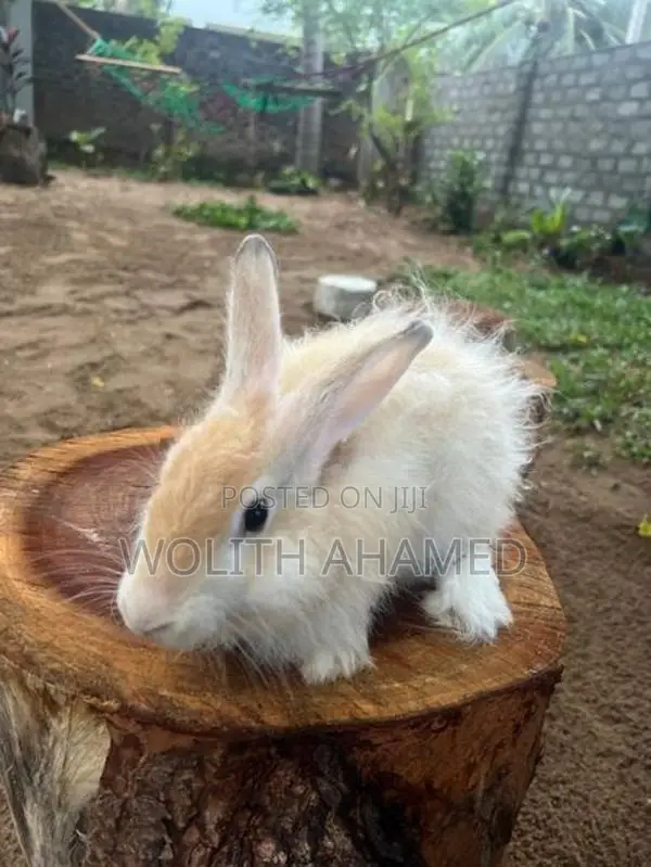 Angora Rabbit