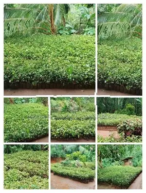 කුරුදු පැල විකිනිමට ඇත
