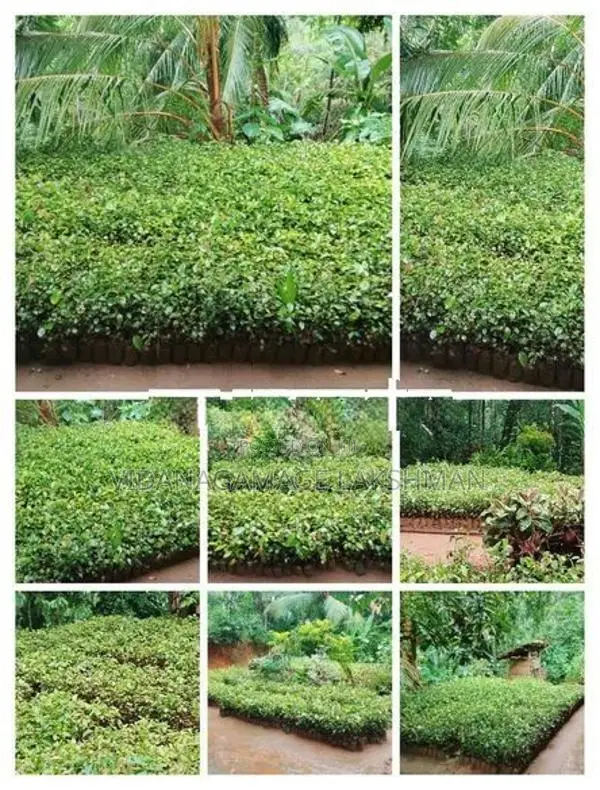 කුරුදු පැල විකිනිමට ඇත