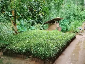 කුරුදු පැල විකිනිමට ඇත