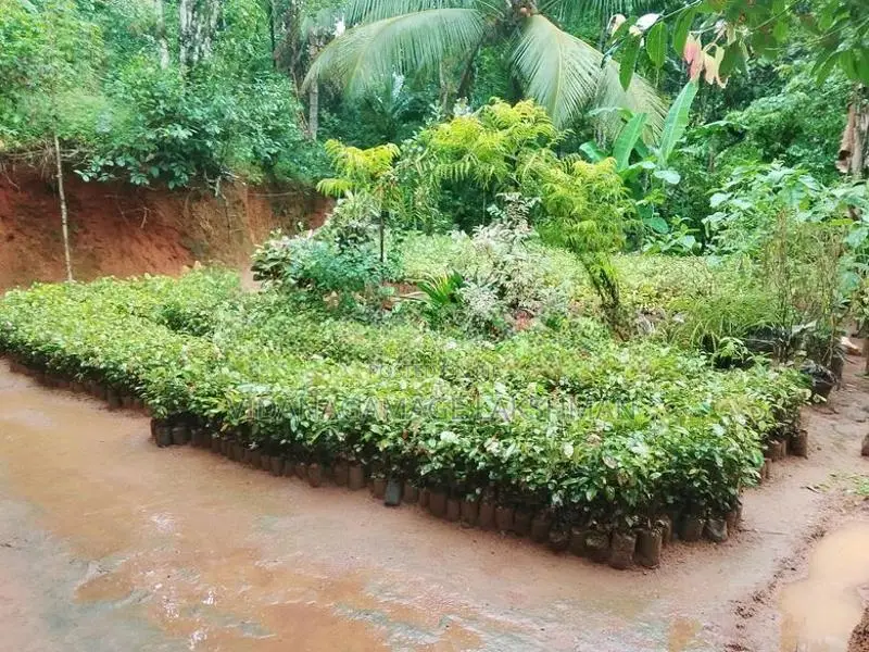කුරුදු පැල විකිනිමට ඇත