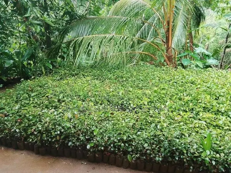කුරුදු පැල විකිනිමට ඇත