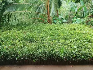 කුරුදු පැල විකිනිමට ඇත