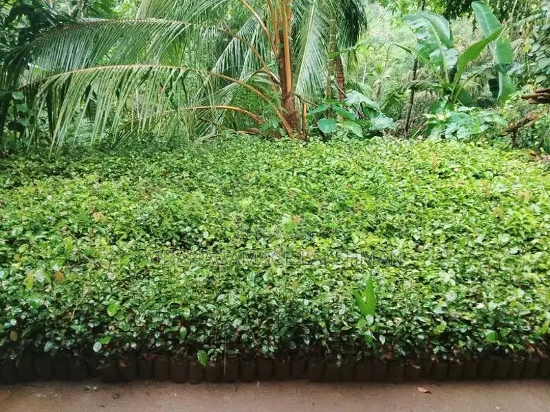 කුරුදු පැල විකිනිමට ඇත