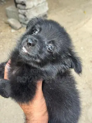 Lion Pomeranian Puppy