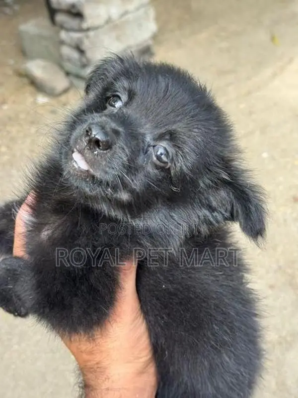 Lion Pomeranian Puppy