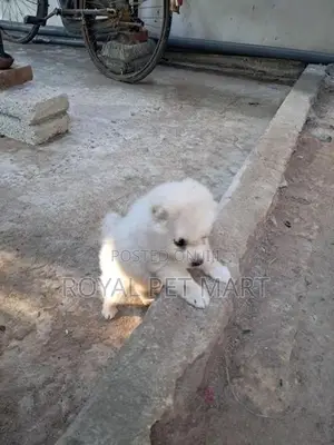 Lion Pomeranian Puppy