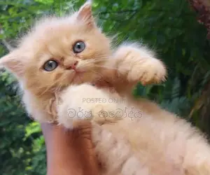 Persian Cat