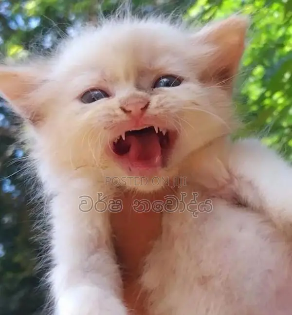 Persian Cat