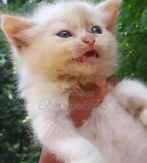 Persian Cat