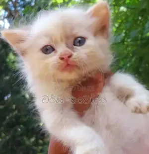 Persian Cat