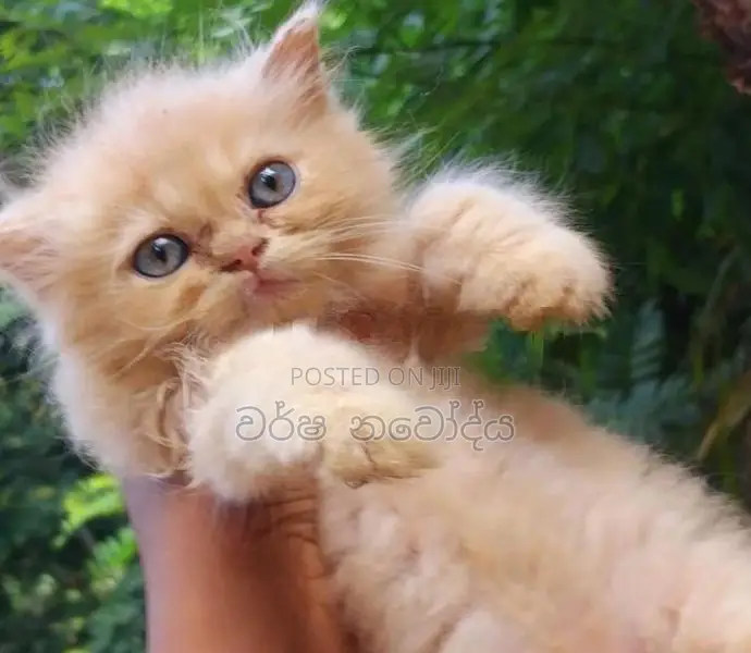 Persian Cat