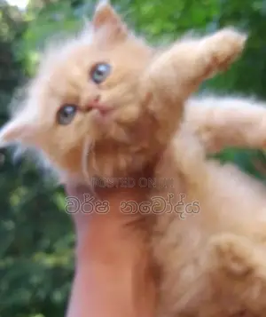 Persian Cat