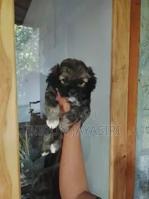 Pomeranian Puppies