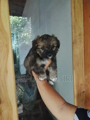 Pomeranian Puppies