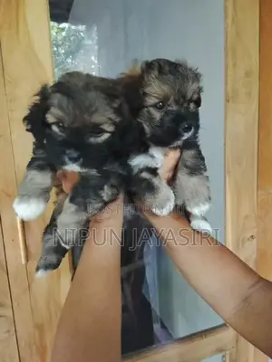 Pomeranian Puppies