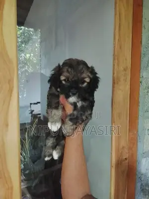 Pomeranian Puppies