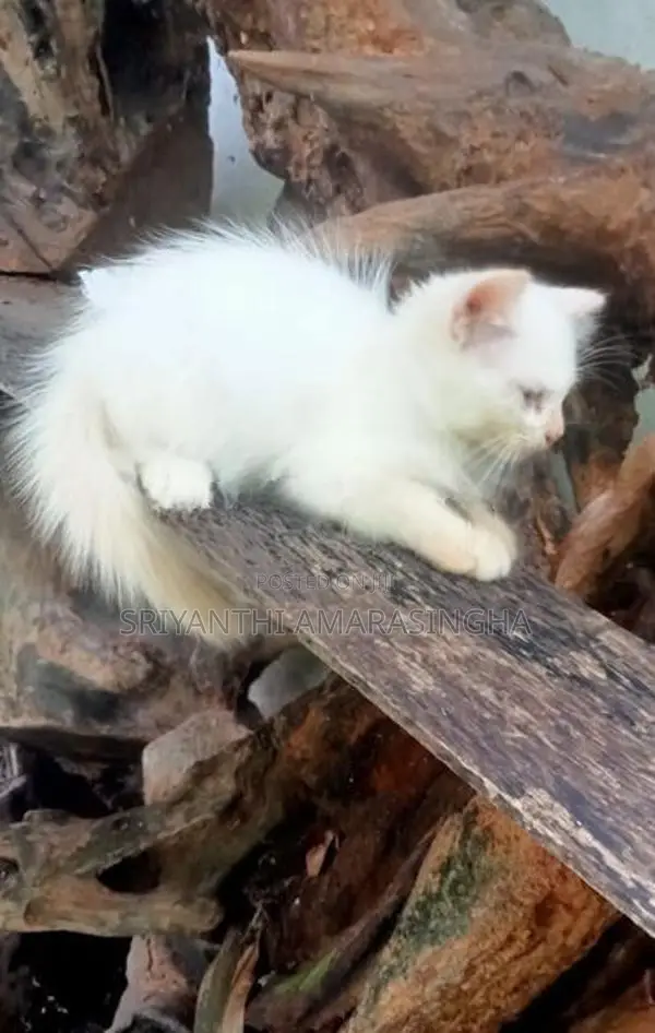 Persian Cats